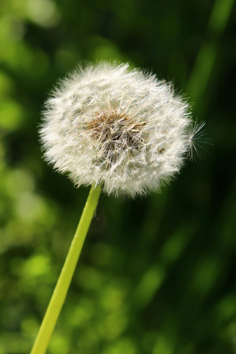 Close-Up Photo of Dandelion